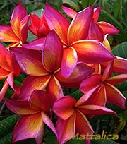 Plumeria rubra MATTALICA aka H160*MATTALICA