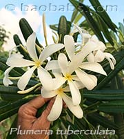 Plumeria tuberculata aka PLUMERIA OBTUSA TUBERCULATA