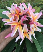 Plumeria rubra RAINBOW STARBURST aka LEELA , BIG MOUNTAIN RAINBOW