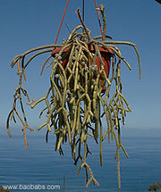 Rhipsalis baccifera