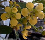 Senna siamea