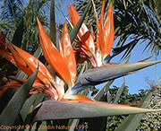 Strelitzia reginae