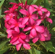 Plumeria rubra TAJ MAHAL THAI