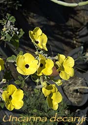 Uncarina decaryi