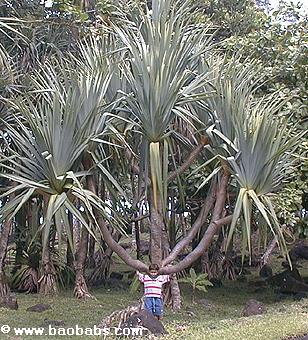 Pandanus utilis