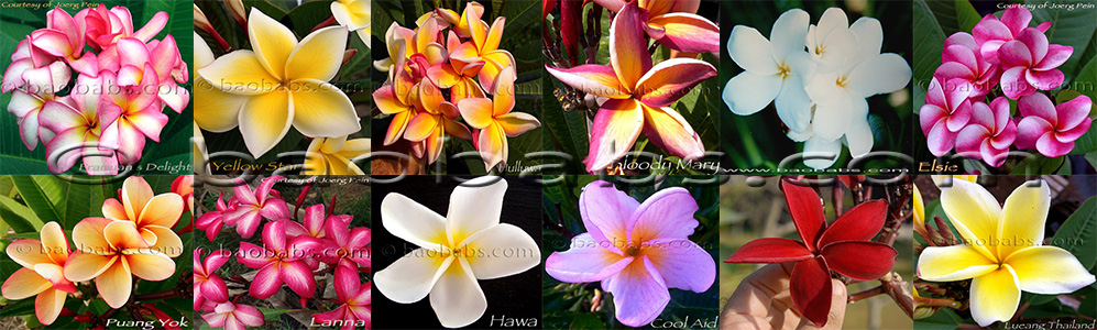 Plumeria - Frangipaniers - Vente de plants, boutures, graines