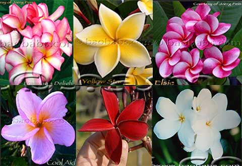 Plumeria