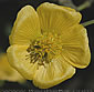 Abutilon indicum