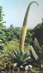 Agave attenuata