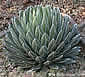 Agave Victoria Reginae