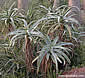 Aloe arborescens