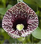 Aristolochia elegans