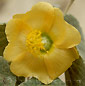 Abutilon antsokayense