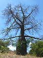 Adansonia madagascariensis