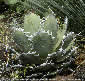 Agave Sierra Mixteca