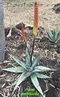 Aloe petricola