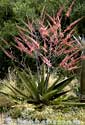 Aloe secundiflora