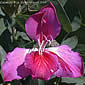 Bauhinia purpurea