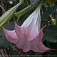 Brugmansia suaveolens ROSEA