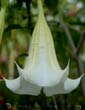 Brugmansia suaveolens candida 