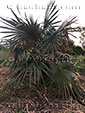 Coccothrinax miraguama trinitensis