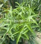 Cussonia natalensis