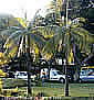 Dictyosperma album