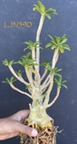 Dorstenia gigas LJN590