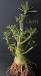 Dorstenia gigas LJN593