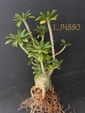 Dorstenia gigas LJN880