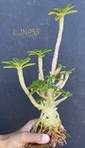 Dorstenia gigas LJN938