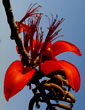 Erythrina madagascariensis