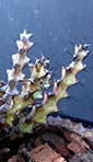 Euphorbia angustiflora