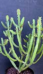 Euphorbia inarticulata