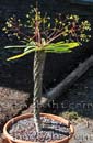 Euphorbia paulianii