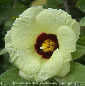 Gossypium herbaceum