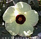 Hibiscus surattensis