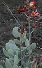 Kalanchoe bracteata