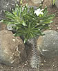Pachypodium