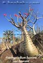 Pachypodium baronii var. baronii