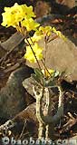 Pachypodium cactipes