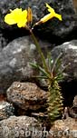 Pachypodium drakei