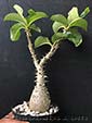 Pachypodium baronii var. windsorii LJN599