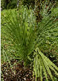 Sabal minor